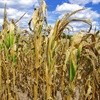 Drought seen cutting 2015 maize output: survey
