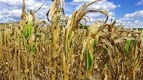 Drought seen cutting 2015 maize output: survey