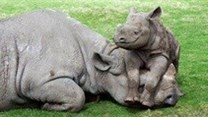 SANParks partners with PPF to care for injured rhino