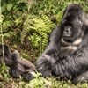 Gorillas vs oil: DR Congo seeking way to explore at Virunga park