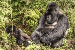 Gorillas vs oil: DR Congo seeking way to explore at Virunga park