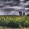 Gauteng farmers vent their anger