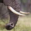 Kenya prosecutors block 'ivory kingpin' bail release