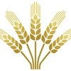 Grains benefit as rand slips