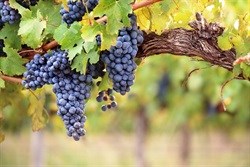 WWF supports Integrated Production of Wine scheme