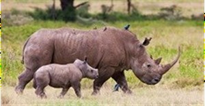 WESSA voices strong concerns against rhino horn trade