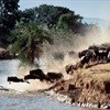 HerdTracker predicts the deadliest Grumeti River crossing
