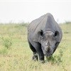 Biodiversity Management Plan for white rhino gazetted