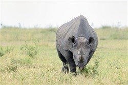 Biodiversity Management Plan for white rhino gazetted