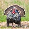 H5 bird flu found on Canada turkey farm