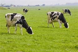New dairy export era as EU quotas end