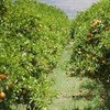 Secrets to success in the US citrus market