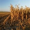 The ripple effect of SA's maize crop shock