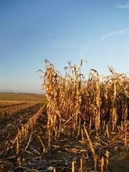 The ripple effect of SA's maize crop shock