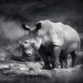 Entries open for 2015 Rhino Conservation Awards