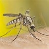 Help fight misery of malaria