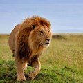 Public invited to comment on management plan for lions