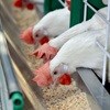 EU agrees opt-out deal for GMO imports