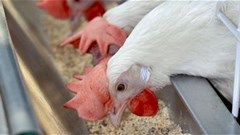 EU agrees opt-out deal for GMO imports