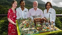 South Africa in bloom: 40 years at the Chelsea Flower Show