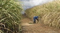 Sugarcane industry beating the dry season