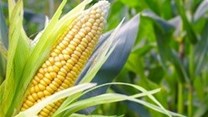 Grain futures little changed following FAO report