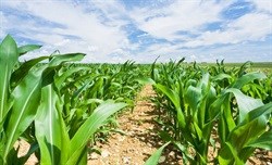 Inflation set to rise as maize crop wilts