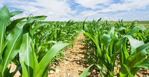 Inflation set to rise as maize crop wilts