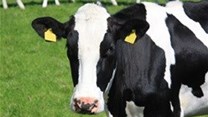 Milking KZN's dairy potential