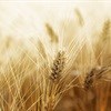 Wheat surges as rand weakens