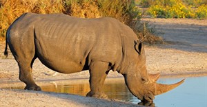 3D fake rhino horn is its own dilemma