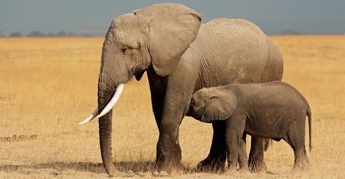 Ivory and rhino horn seized in Mozambique