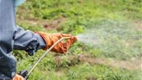 Dept to probe classification of herbicide as possibly carcinogenic