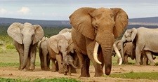 Poachers kill half Mozambique's elephants in five years: survey