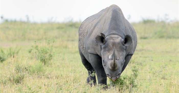 Police clamp down on rhino poachers