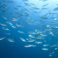 Protecting the ocean could boost economy by USD900bn: WWF