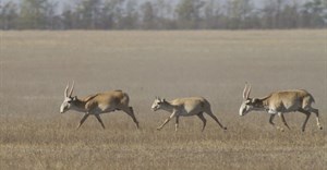 Mass die-off of saiga antelope causes global concern