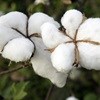 Genetically modified cotton in Africa will harm, not help, smallholder farmers