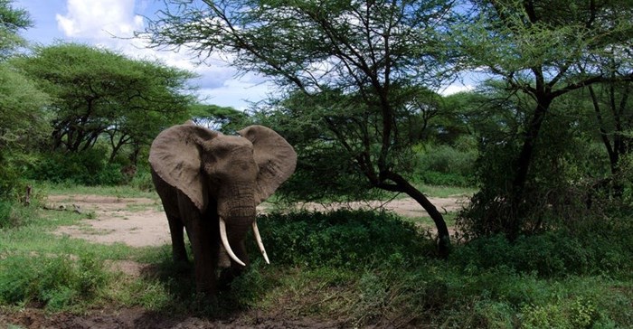 Using forensic science and elephant DNA to stop poachers