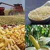 Behind the curve: SA's maize industry woes