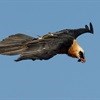 What can be done to make sure that wind energy and Africa's vultures co-exist
