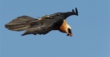 What can be done to make sure that wind energy and Africa's vultures co-exist