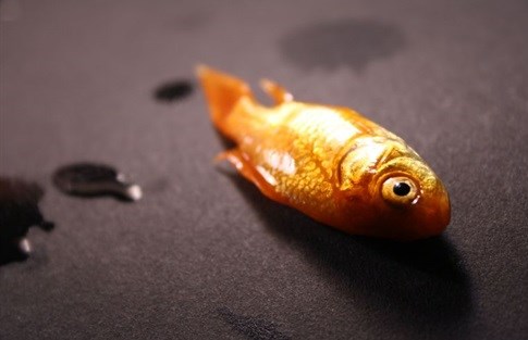 Ideas are like goldfish... easy to kill