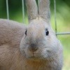 Inhumane rabbit slaughterhouse exposed in Odendaalsrus