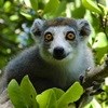 Why haven't Madagascar's famed lemurs been saved yet?