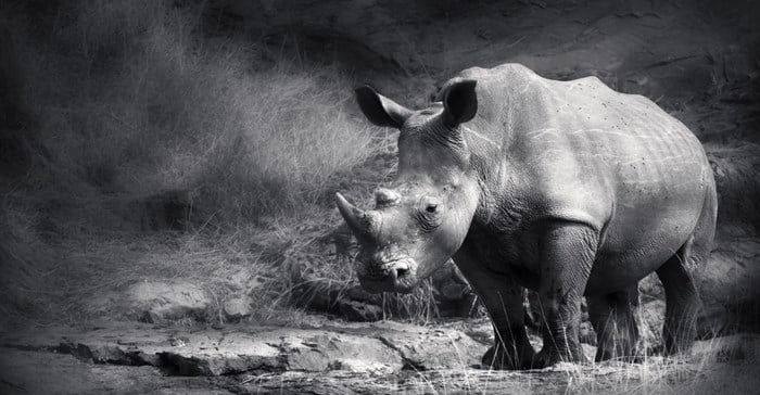 The trouble with using synthetic rhino horn to stop poaching