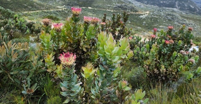 Cape Floral region continues to be world heritage site