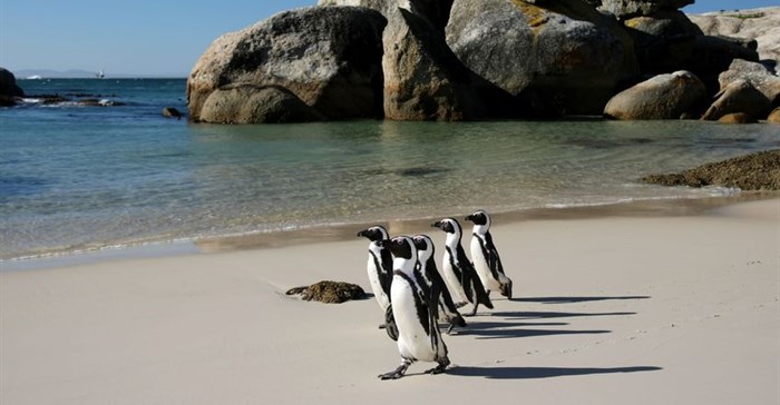 Endangered African penguins on the rebound, but not yet in the clear