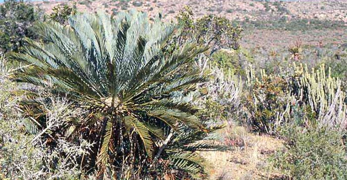 Cycad poachers sentenced to 25 years imprisonment