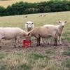 Sheep farming in a severe drought